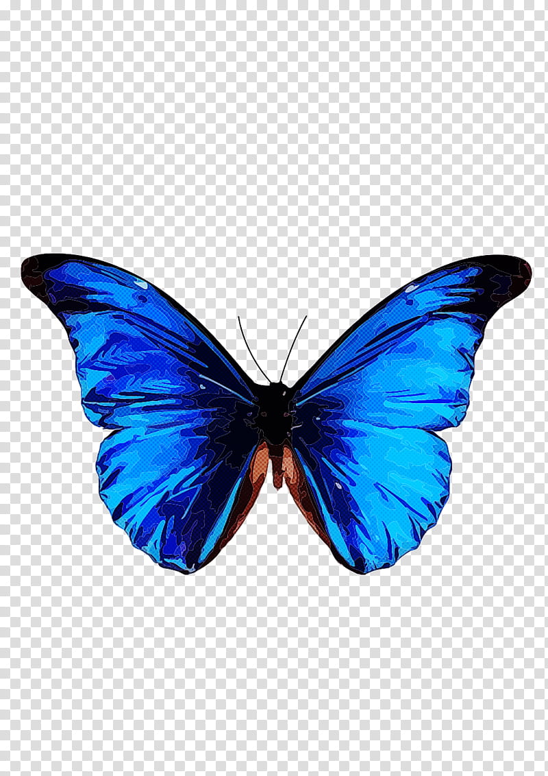 moths and butterflies butterfly insect blue pollinator, Cobalt Blue, Wing, Brushfooted Butterfly, Lycaenid transparent background PNG clipart