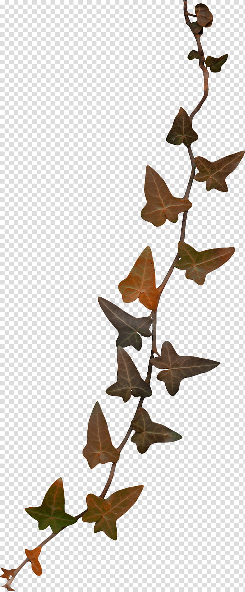 Autumn, brown leafed vine transparent background PNG clipart