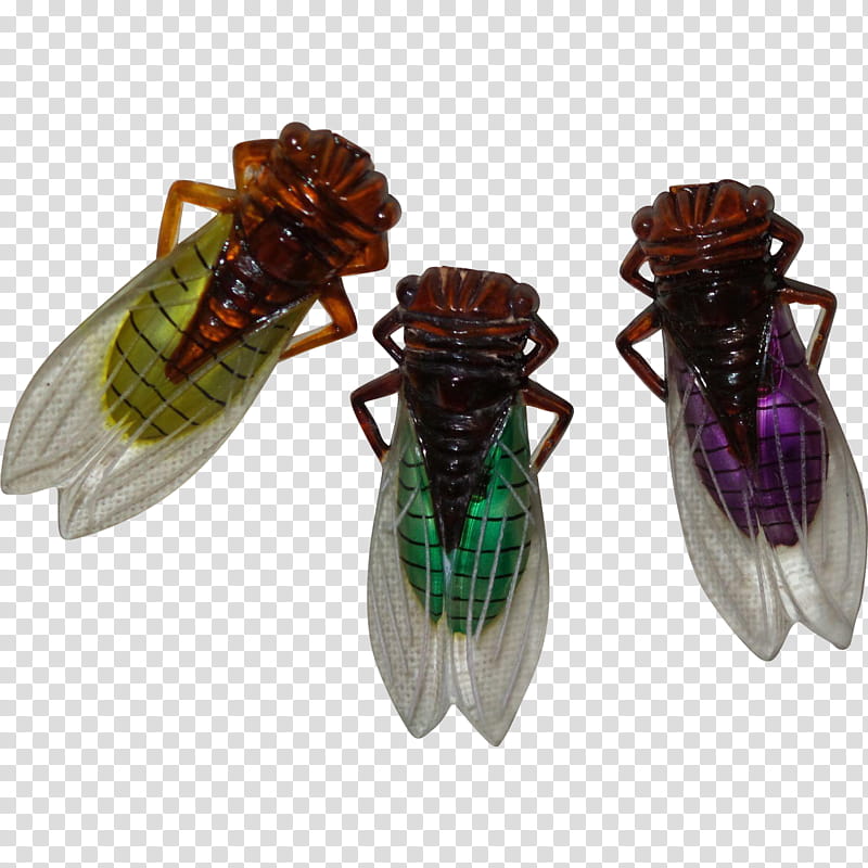 insect pest net-winged insects cicada membrane-winged insect, Netwinged Insects, Membranewinged Insect, Hoverfly, Blowflies, Plant transparent background PNG clipart