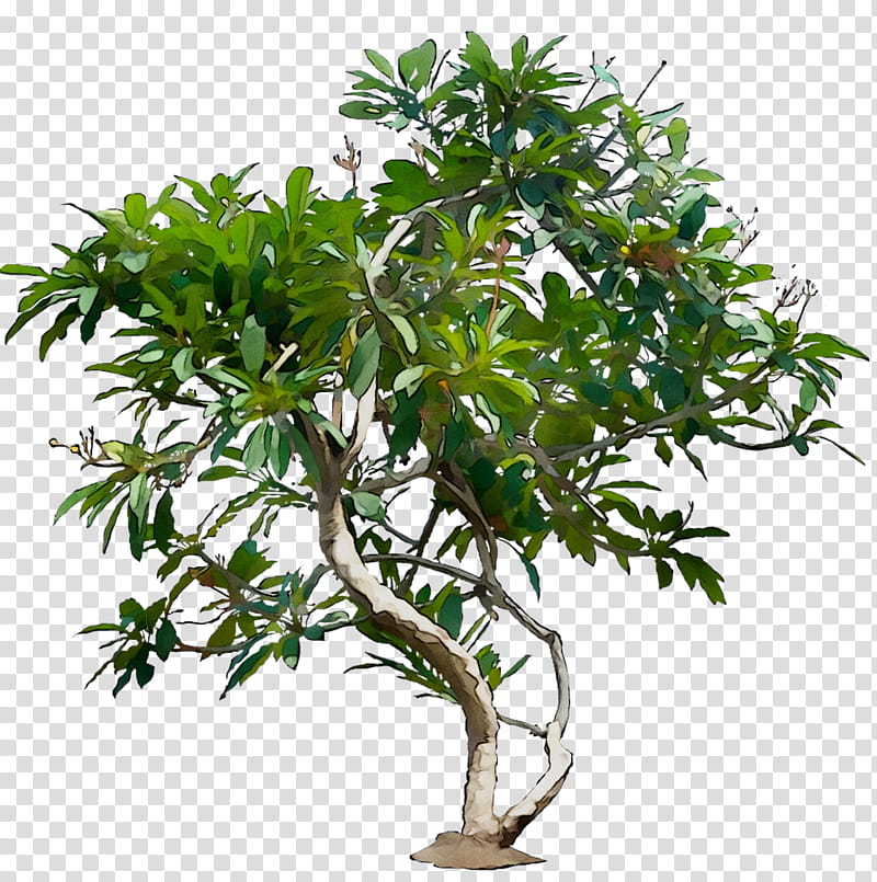 Bonsai Tree, Ebony, Branch, Garden, Wood, Flowerpot, Shrub, Plant transparent background PNG clipart