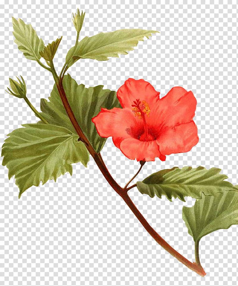 Plants X, red-petaled flower illustration transparent background PNG clipart