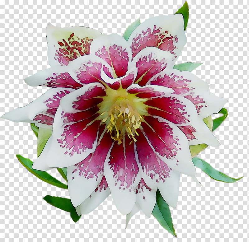 Pink Flower, Epiphyllum, Cut Flowers, Plant, Petal, Passion Flower, Passion Flower Family transparent background PNG clipart
