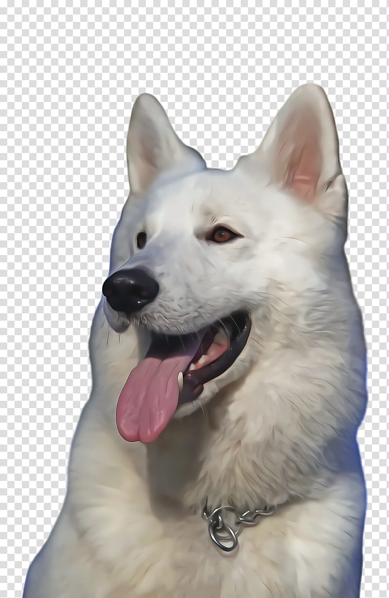 Cute Dog, Pet, Animal, Berger Blanc Suisse, German Shepherd, Samoyed Dog, Dog Breed, Puppy transparent background PNG clipart