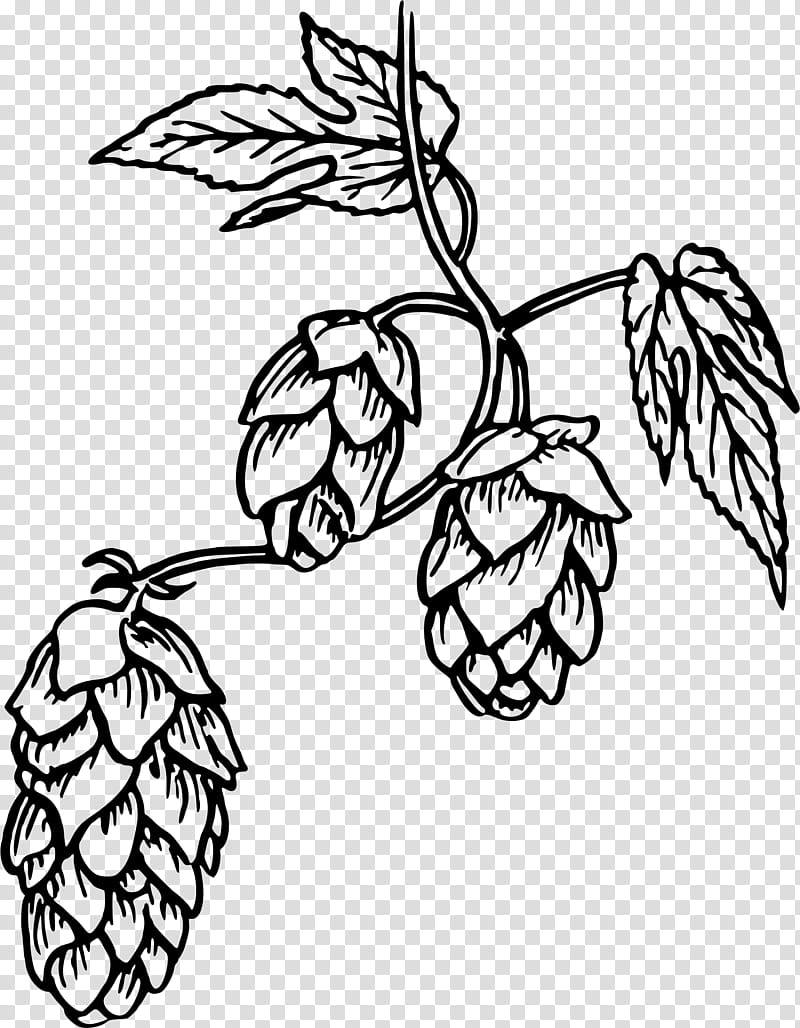 Family Tree Drawing, Beer, Hops, Brewing, Common Hop, Barley, Leaf, Line Art transparent background PNG clipart
