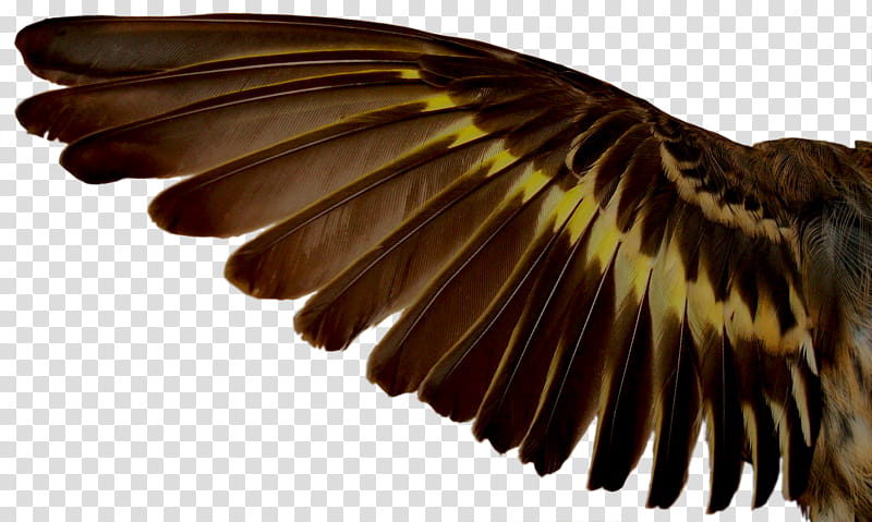 Brown Eagle Wings