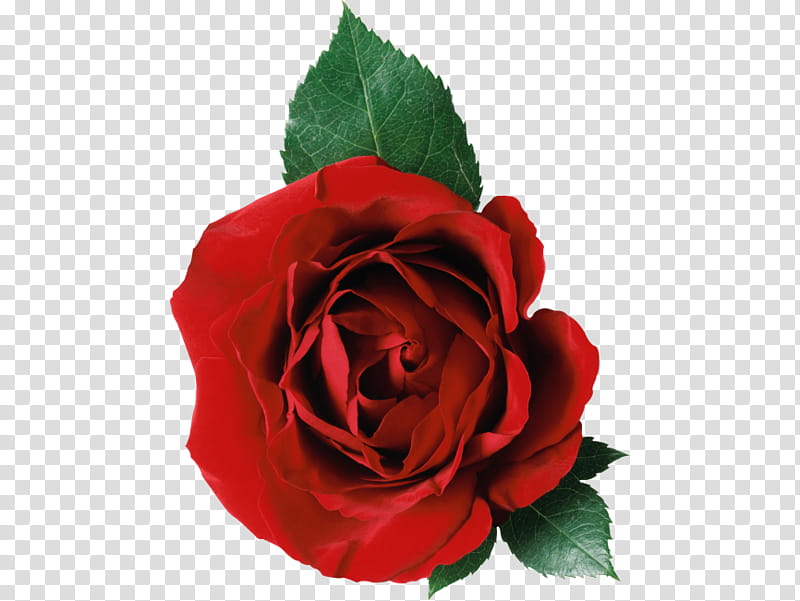 Black Pink Rose, Video, Black Rose, Flower, Garden Roses, Red, Petal, Hybrid Tea Rose transparent background PNG clipart