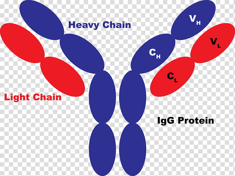 Creative, Chimeric Antigen Receptor, Protein, Antibody, Therapy, Cancer, Peptide, Creative Biomart transparent background PNG clipart