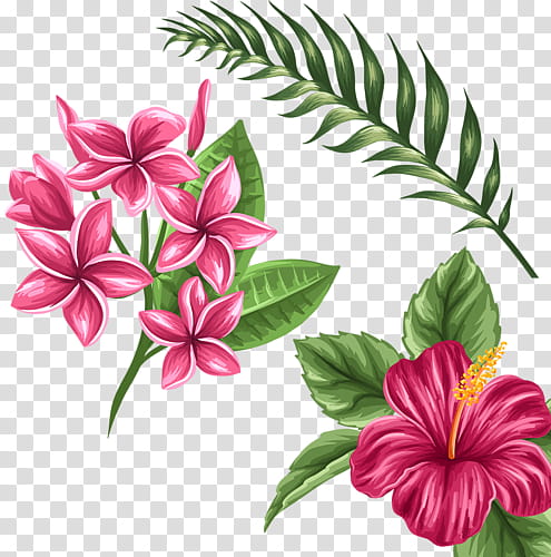 Tropical, pink flower illustration transparent background PNG clipart