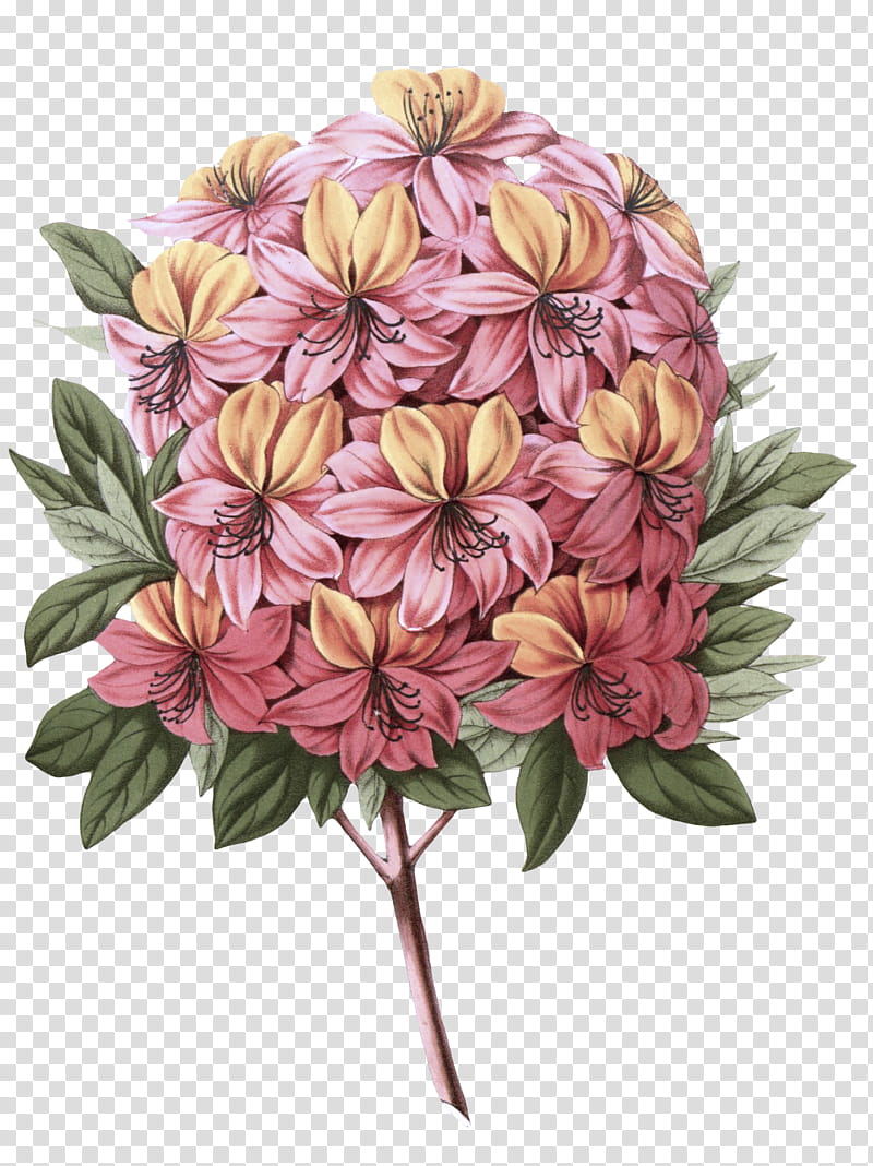flower plant pink petal cut flowers, Rhododendron, Perennial Plant transparent background PNG clipart