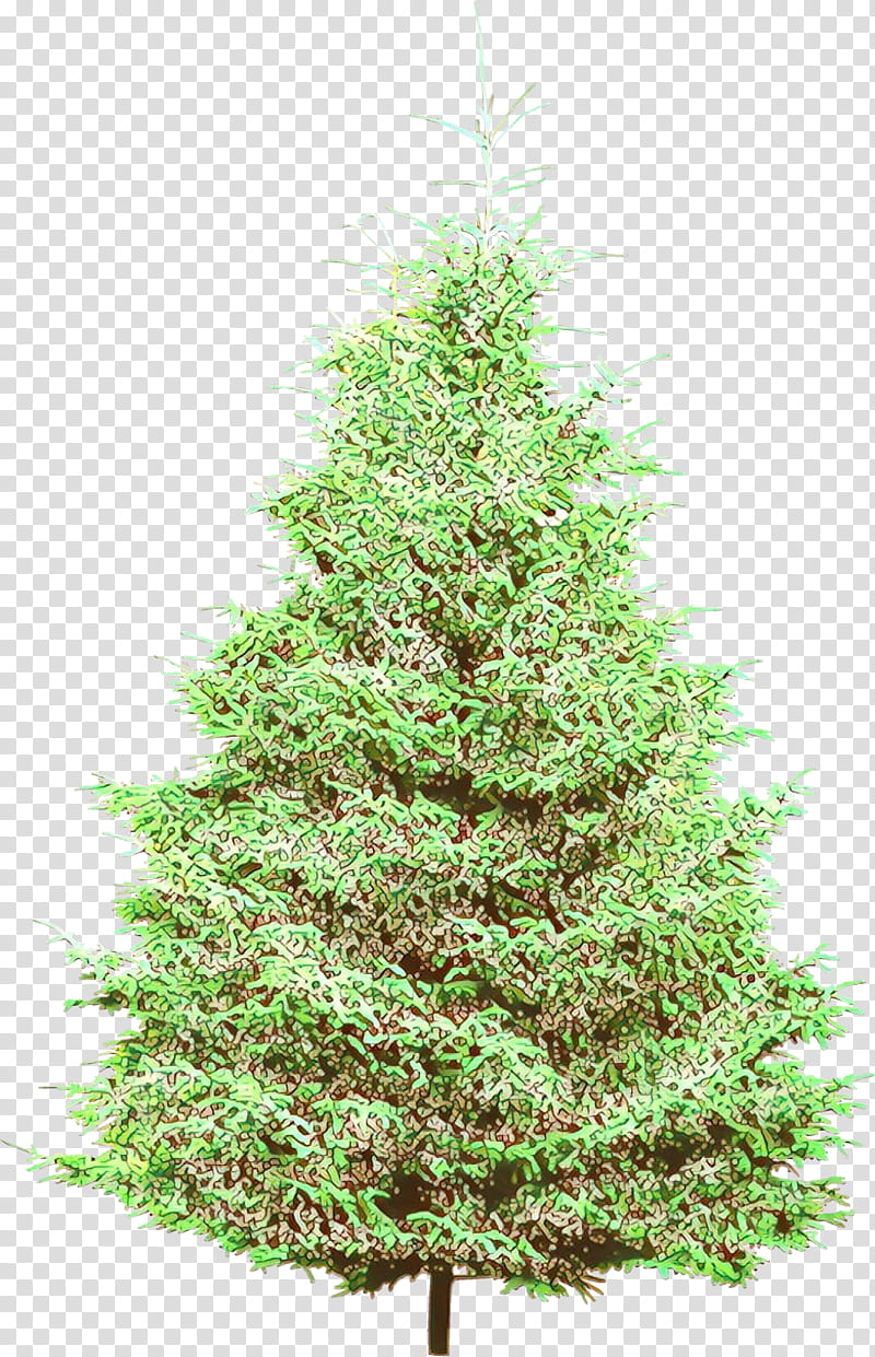 Christmas tree, Balsam Fir, Shortleaf Black Spruce, Colorado Spruce, White Pine, Yellow Fir, Oregon Pine, Canadian Fir, Arizona Cypress transparent background PNG clipart