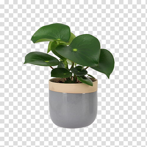 Plant Leaf, Flowerpot, Houseplant transparent background PNG clipart
