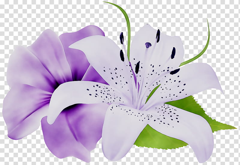 Easter Lily, Lily stargazer, Tiger Lily, Flower, Purple, Orange Lily, Flower Bouquet, Petal transparent background PNG clipart
