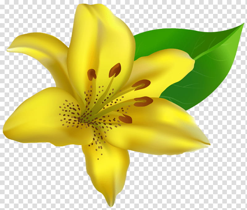 lily petal yellow flower plant, Flowering Plant, Closeup, Lily Family, Yellow Canada Lily, Daylily transparent background PNG clipart
