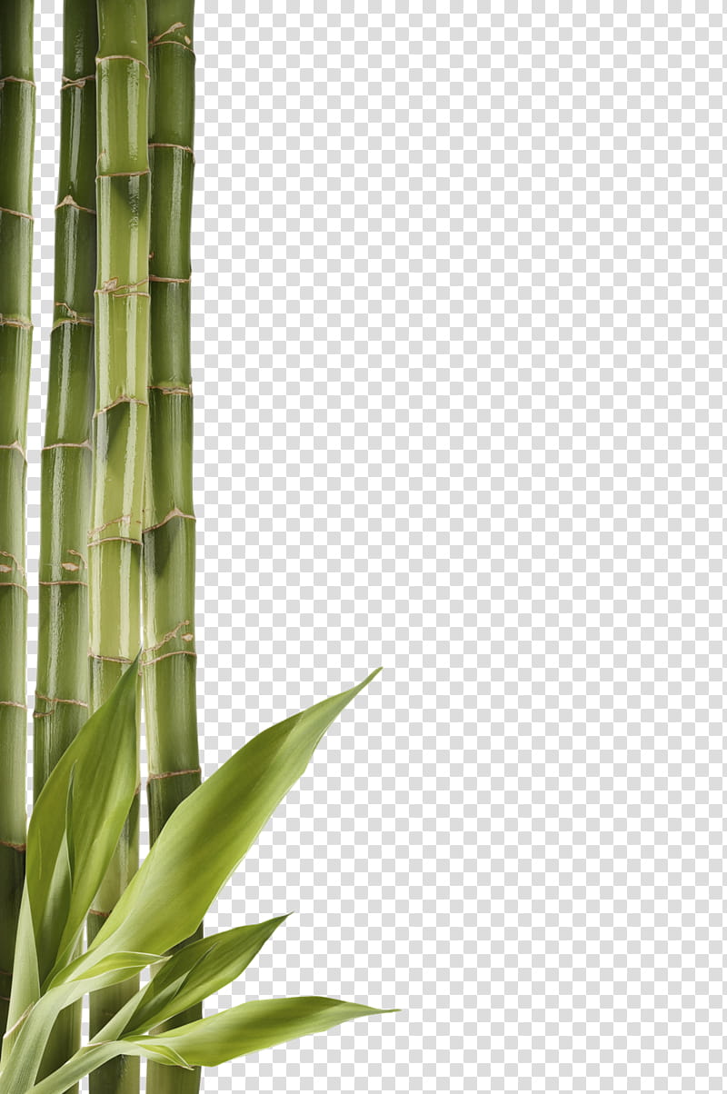 green bamboo trees transparent background PNG clipart