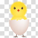, yellow chick illustration transparent background PNG clipart