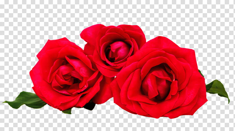 Garden roses, Flower, Red, Pink, Petal, Rose Family, Hybrid Tea Rose, Floribunda transparent background PNG clipart