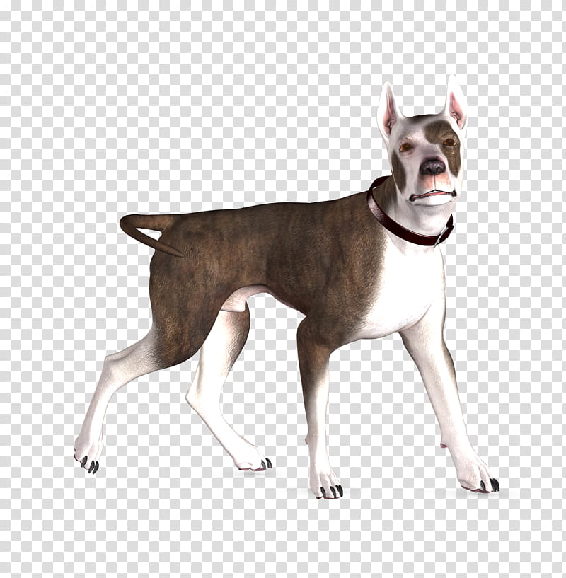 Dog , brown and white American pitbull terrier transparent background PNG clipart