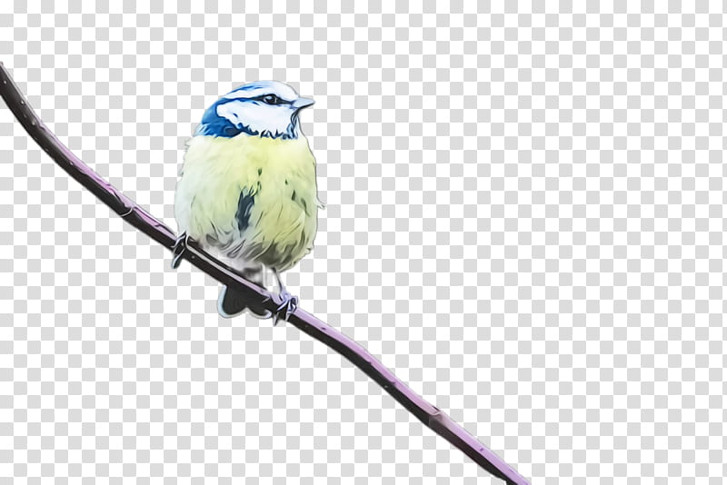 bird beak songbird perching bird branch, Watercolor, Paint, Wet Ink, Chickadee, Twig transparent background PNG clipart