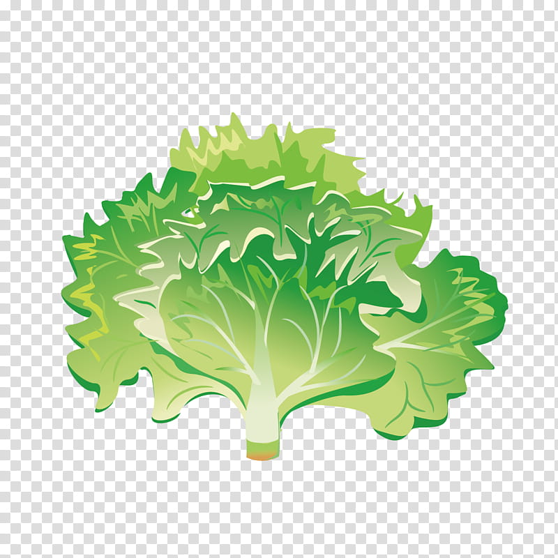 Green Leaf, Vegetable, Greens, Salad, Iceberg Lettuce, Cabbage, Fruit, Leaf Vegetable transparent background PNG clipart