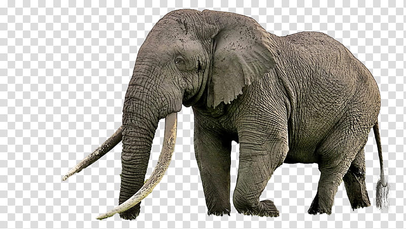 Indian elephant, African Elephant, Wildlife, Animal Figure, Skin transparent background PNG clipart