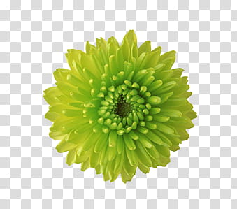 flower age P s, green daisy transparent background PNG clipart