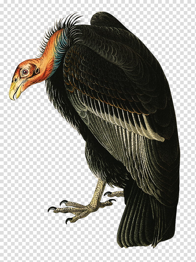 bird vulture beak condor california condor, Bird Of Prey, Andean Condor, Falconiformes transparent background PNG clipart