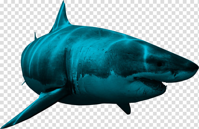 RECURSOS , blue white shark transparent background PNG clipart