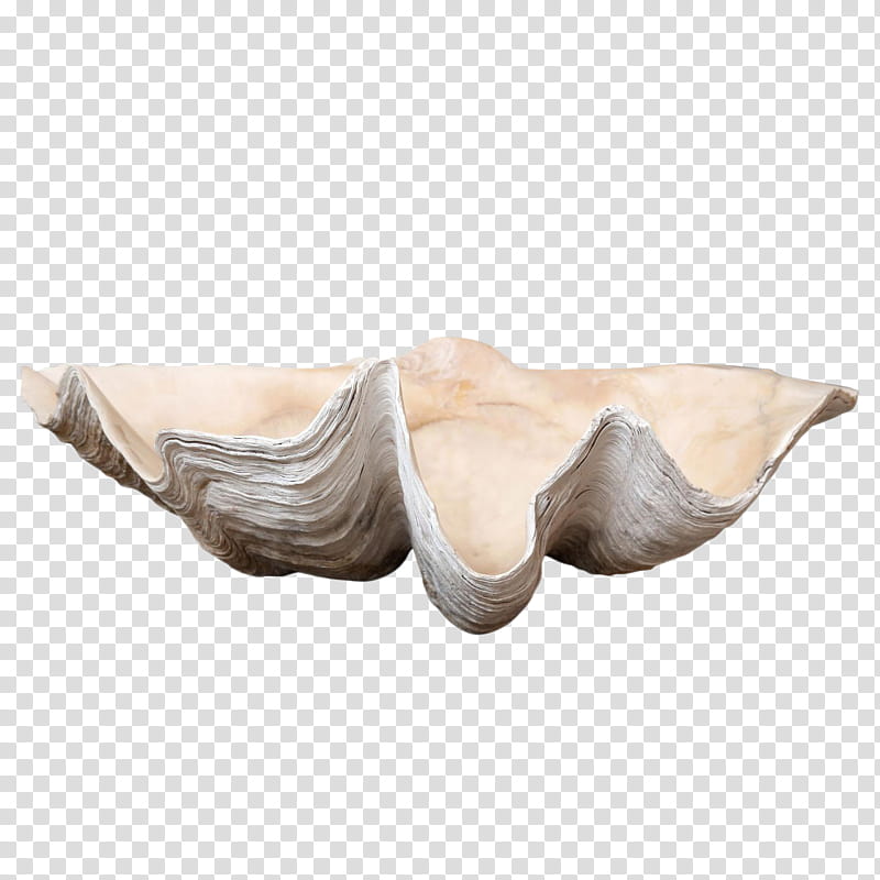 Shopping, Giant Clam, Mollusc Shell, Seashell, Sales, California, Fossil, 1stdibscom Inc transparent background PNG clipart
