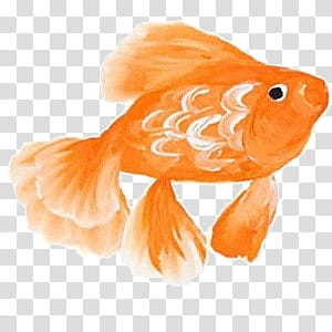 various V, orange and white fish illustration transparent background PNG clipart