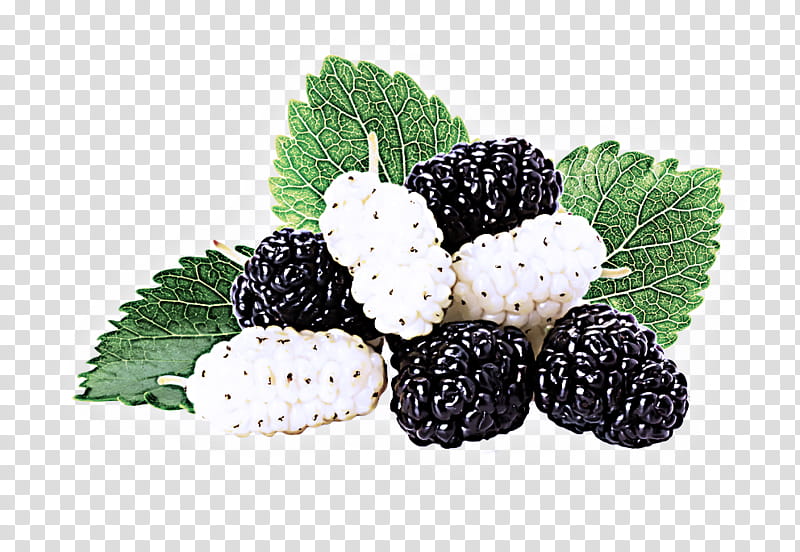 blackberry berry rubus fruit west indian raspberry, Mulberry, Plant, Food, Red Mulberry, Frutti Di Bosco transparent background PNG clipart