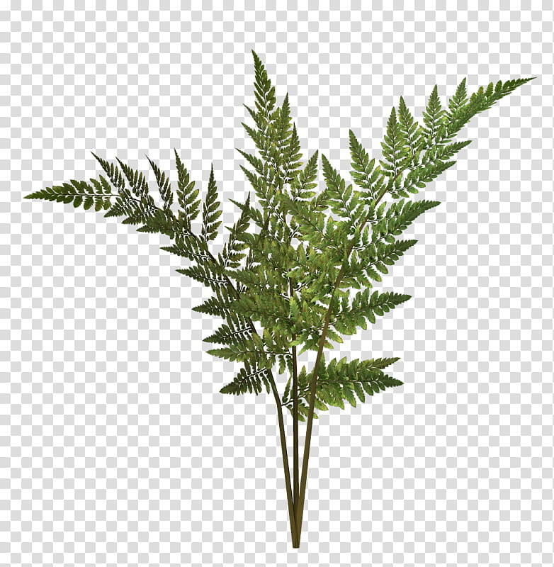 Drawing Of Family, Fern, Plants, Vascular Plant, Leaf, Painting, Hemp, Ferns And Horsetails transparent background PNG clipart