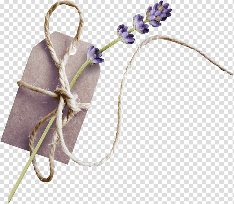 Lavender, Syringe, Drawing, Price, Diens, Wholesale, Purple, Lilac transparent background PNG clipart