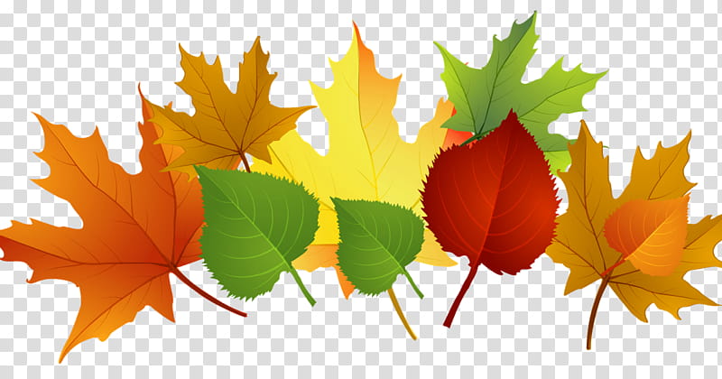 Autumn Tree Silhouette, Autumn Leaf Color, Borders , Drawing, Pixel Art, Plant, Black Maple, Woody Plant transparent background PNG clipart