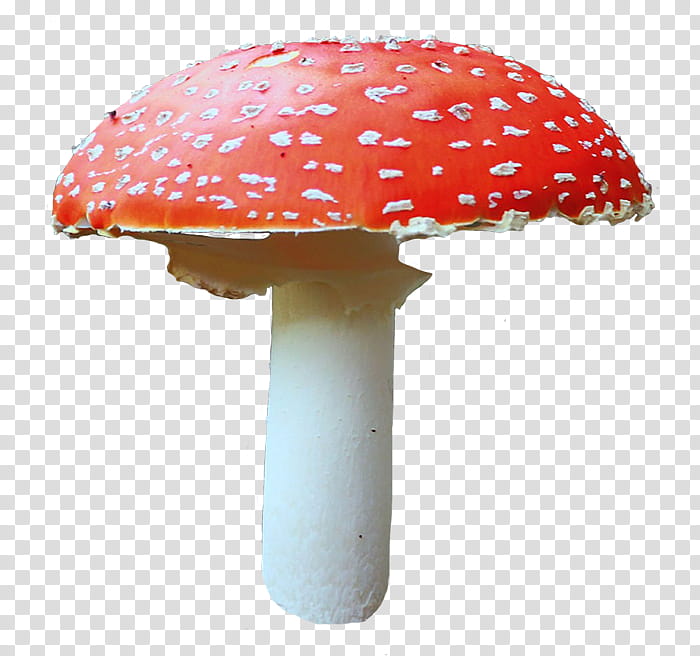 wonderland, red and white mushroom transparent background PNG clipart