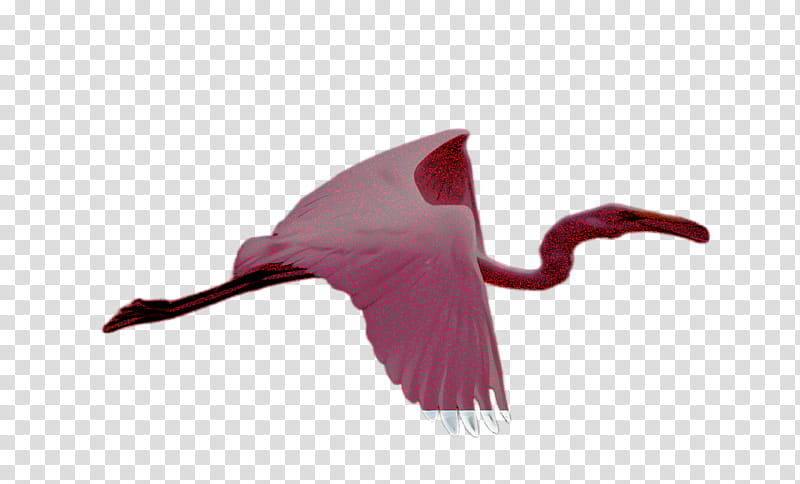 bird spoonbill pink ibis greater flamingo, Water Bird, Beak, Plant, Cranelike Bird, Swan transparent background PNG clipart