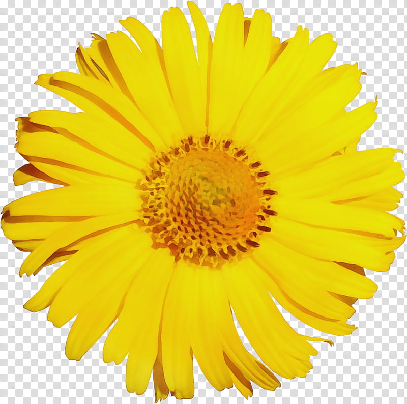 Marigold Flower, Common Daisy, Common Sunflower, Yellow, Transvaal Daisy, Chrysanthemum, Gazania Rigens, Cut Flowers transparent background PNG clipart