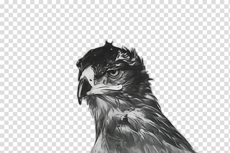 bird beak bird of prey eagle drawing, Watercolor, Paint, Wet Ink, Osprey, Falconiformes, Wildlife transparent background PNG clipart