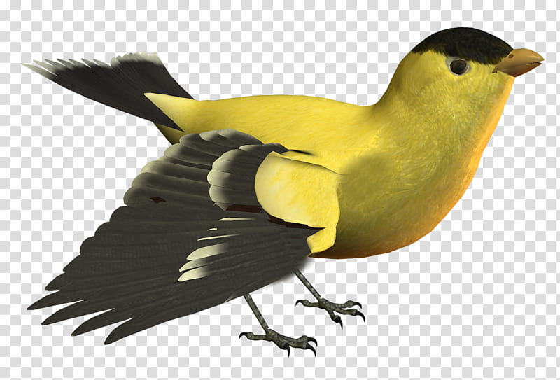 Bird Wing, Yellow, Beak, Passerine, Feather, Animal, Color, Perching Bird transparent background PNG clipart