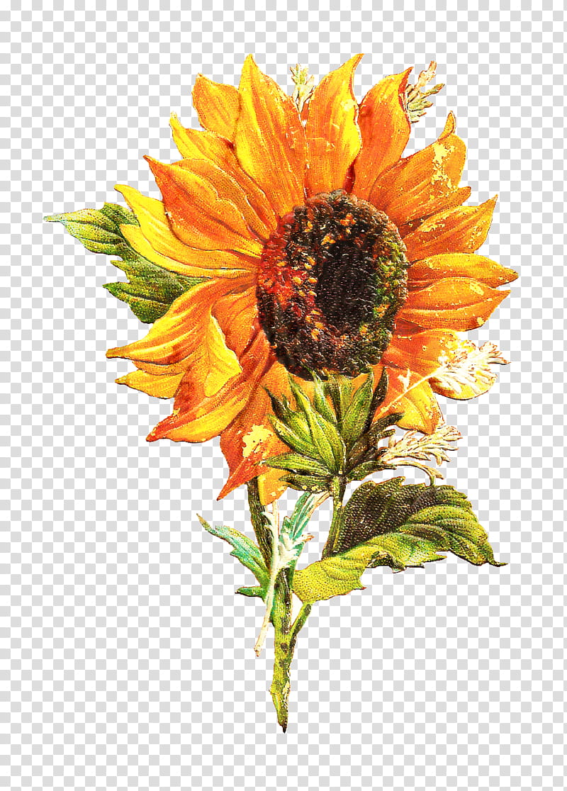 Drawing Of Family, Painting, Sunflower, Watercolor Painting, Yellow, Plant, Cut Flowers, Sunflower Seed transparent background PNG clipart