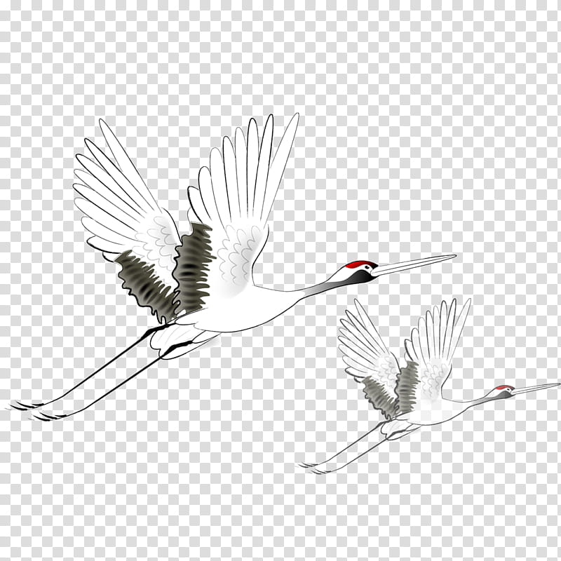 Crane Bird, Redcrowned Crane, Black Crowned Crane, Flight, Siberian Crane, Double Ninth Festival, Grey Crowned Crane, Sandhill Crane transparent background PNG clipart