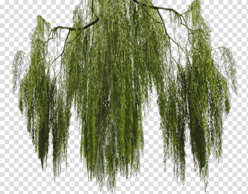 Weeping Willow Tree Drawing, Salix Matsudana, Branch, Weeping Tree, Shrub, Plants, Twig, Root transparent background PNG clipart