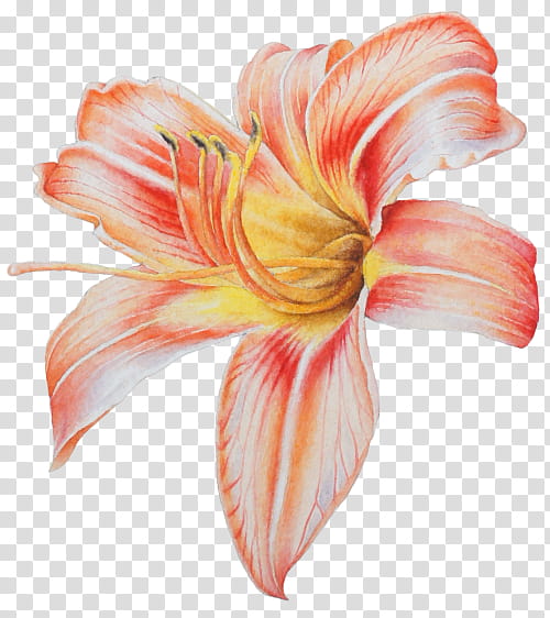 Lily Flower, , Lily Of The Incas, Watercolor Painting, Royaltyfree, Amaryllis, , Flowering Plant transparent background PNG clipart Lily Flower, , Lily Of The Incas, Watercolor Painting, Royaltyfree, Amaryllis, , Flowering Plant transparent background PNG clipart