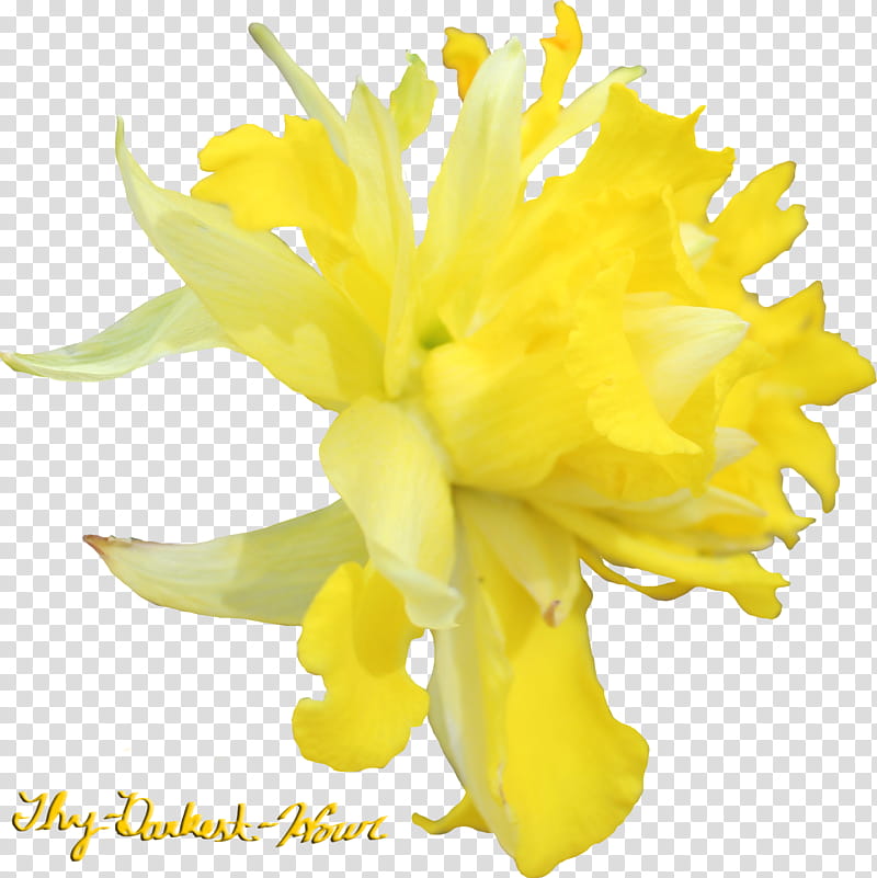 Daffodil , daffodil flower transparent background PNG clipart