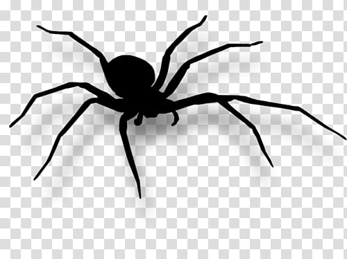Halloween, black spider illustration transparent background PNG clipart