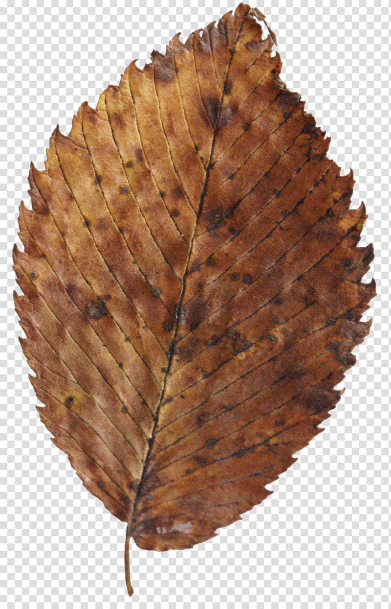 Fallen Leaves s, dried leaf transparent background PNG clipart