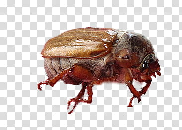 Animals , brown June beetle transparent background PNG clipart