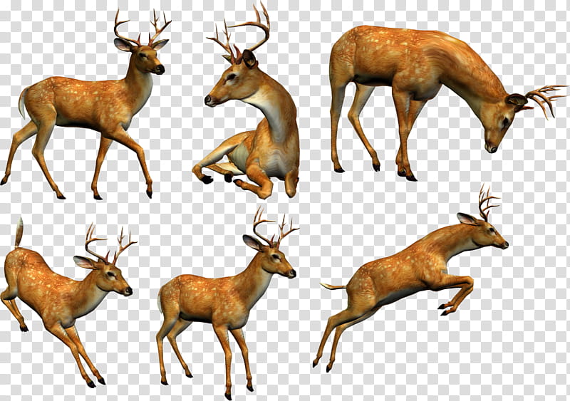 New Year Horn, Elk, Deer, Reindeer, Whitetailed Deer, Moschus, Antler, Animal transparent background PNG clipart
