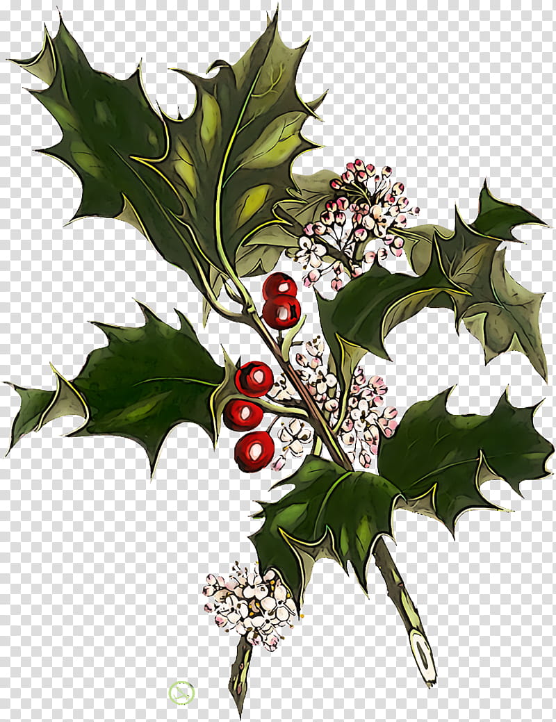 christmas holly Ilex holly, Christmas , Plant, American Holly, Leaf, Tree, Flower, Plane transparent background PNG clipart