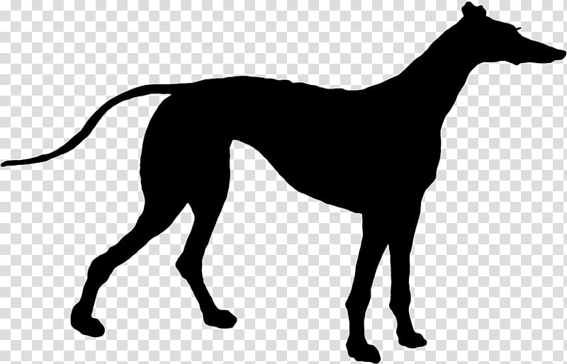 Cartoon Dog, Italian Greyhound, Spanish Greyhound, Sloughi, Whippet, Longdog, Puppy, Sighthound transparent background PNG clipart