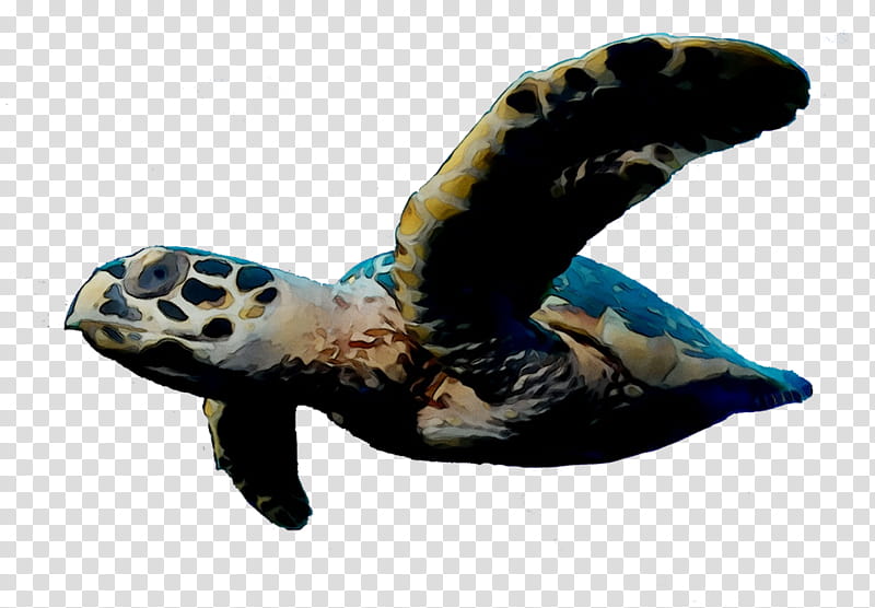 Sea Turtle, Loggerhead Sea Turtle, Tortoise, Pond Turtles, Animal, Green Sea Turtle, Hawksbill Sea Turtle, Reptile transparent background PNG clipart